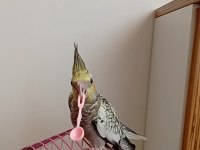 Oyun oynamayı seven yeme düşmüş sultan papağanı
