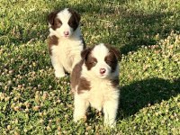 border collie a kalite red dark