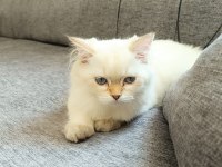British longhair 5 aylık