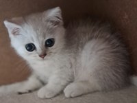 British Shorthair Silver Erkek Kedimiz