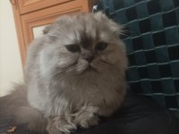 10 aylık sağlıklı scottish fold kedimiz