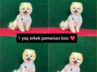 Pomeranian Boo