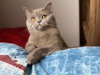 Luna 4 yaşında dişi kısır kedimiz