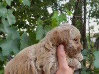 Mükemmel güzellikte maltipoo bebekler