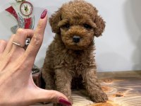 Tarçınlı Kurabiye Poodle