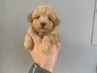 Dünya tatlısı maltipoo bebeklerim