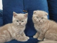 British shorthair yavruları