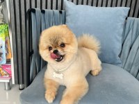 Show Kalite ORJİNAL TEDDY BEAR POMERANİAN BOO