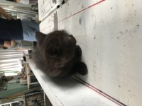47 günlük yavru kedi