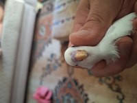 Tatlı Muhabbet Kuşu Bebeklere Yuva Aranıyor