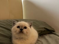 1.5 Aylık 4 tane saf british shorthair yavrularımız