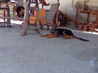 4 aylık alman kurdu prenses ömürlük yuvasını arıyor