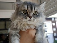 Sevgi dolu british longhair yavrumuz yeni evini arıyor