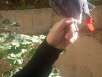 Ful evcil jako papağanı