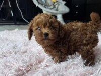 Bakımlı Toy Poodle Yavru