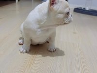 Renk Ve Anatomi Güzeli Exotic French Bulldog Yavrular
