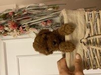 Oyuncu Toy Poodle Bebekler