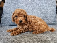 Safkan 0 numara toy poodle