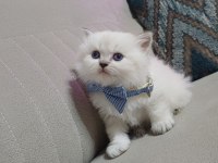British Ve Longhair