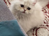 Acil ve ücretsiz sahiplendirme british longhair