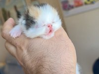 Safkan Şecereli Şampiyon Exotic Shorthair yavrularım