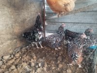 Speckleck susex kuluçkalık yumurta
