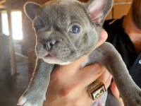 Blue french bulldog erkek teslime hazır