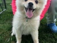 Pomeranian boo 9 aylık erkek