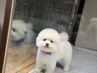 SAĞLIK VE IRK GARANTİLİ POMERANİAN KÖPEĞİ