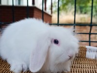 Hollanda teddy lop tavşan 2 adet mavi gözlü beyaz takım