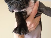 2.5 aylık dişi french bulldog yavrularımız