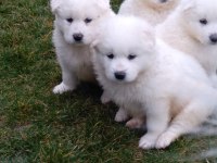 AKKUŞ ÜRETİM ÇİFTLİĞİNDEN SAMOYED YAVRULARI