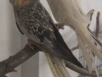 Lutino Sultan Pearly Yavru Alınmıştır Video Vardır Eşleşme