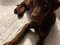 Kızıl doberman