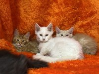 Beyaz maine coon kedimiz