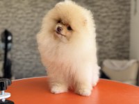 Wc Eğitimli Sçr Belgeli Pomeranian Yavrularımız