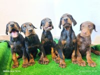 A scr üst düzey doberman