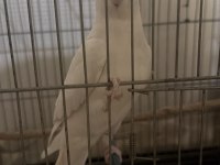 3 Aylık Erkek Sultan Papağanı Konuşuyor
