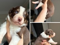 Meşhur Cash İn Torununun Border Collie Yavruları