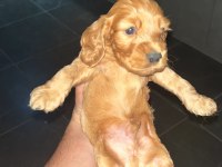 1.5 AYLIK COCKER YAVRULAR