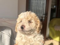 A kalite maltipoo yavrularimiz