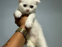 Sevimli scottish fold kedim