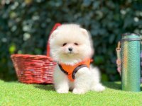 Pomeranian yavruları iki aylık