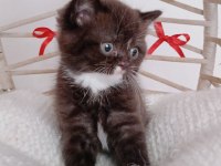 Yeni yıl çikolata british shorthair yavrum