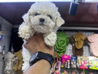 toy poodle yavrularım yeni sahibini bekliyor