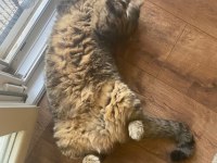 Ücretsiz sahiplendirme british shorthair
