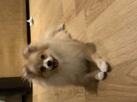 Ev Ortamına Alışkın Pomeranian Boo Yavrusu