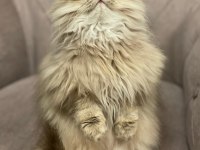 British longhair 4 aylık kedisi