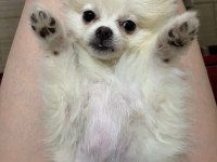 Çok şirin ve çok tatlı pomeranian