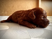 Kore bebekler toy poodle
